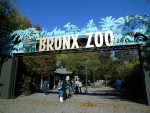 ニューヨーク　ブロンクス動物園_4416044_アメリカニューヨーク　ブロンクスズー　観光