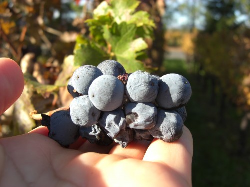 Napa-Mondavi-grape1-500x375